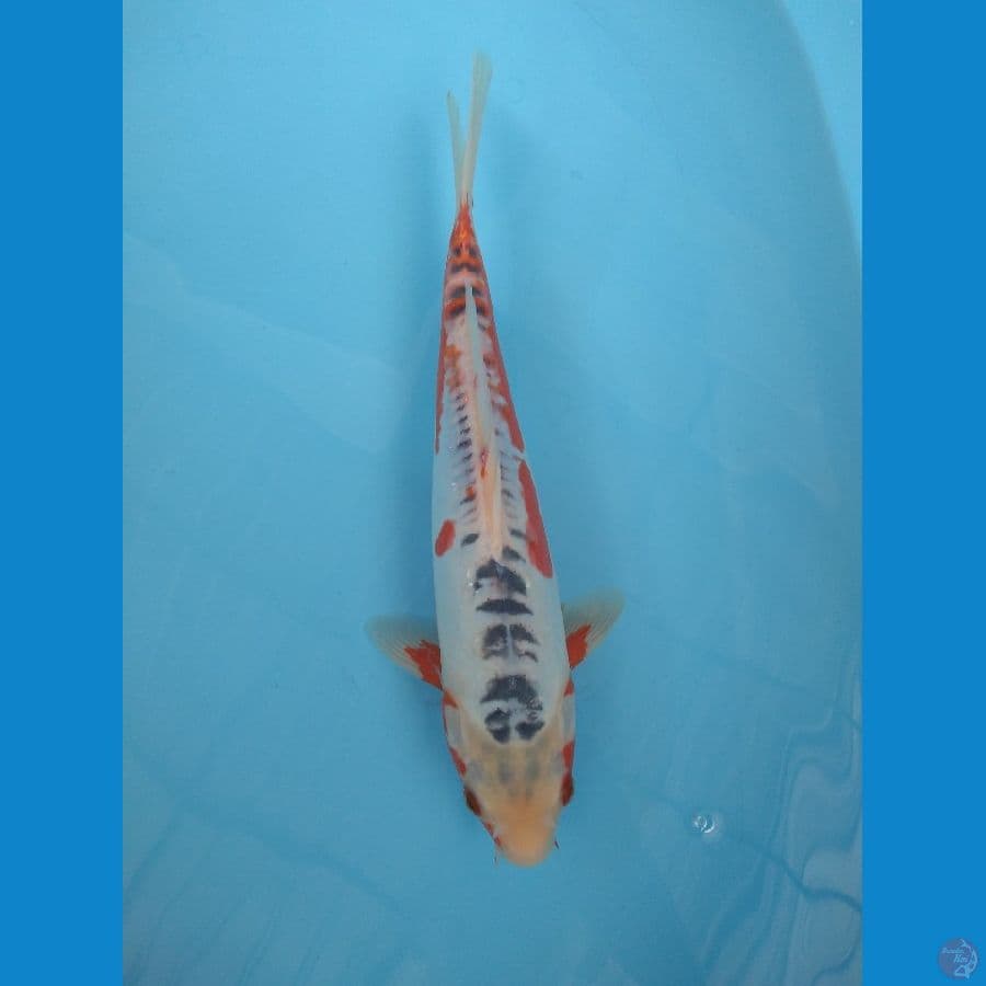 SHUSUI MALE 33cm