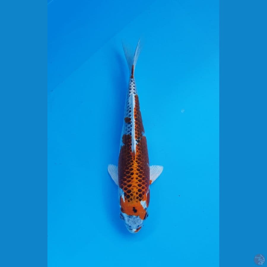kujaku, 23cm