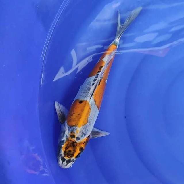 Kiko 35cm
