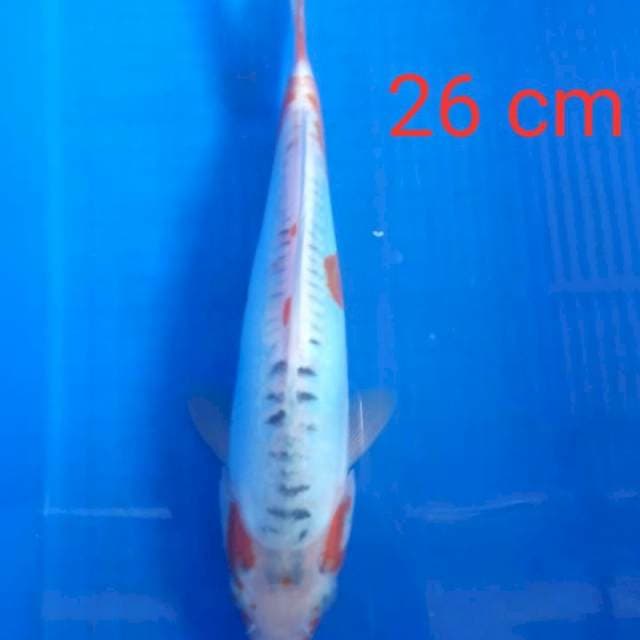 Shusui 26 cm