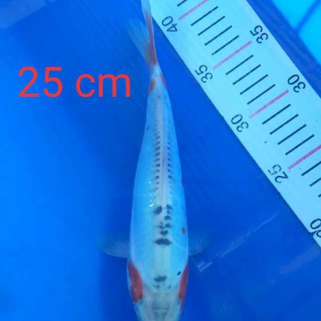Shusui 25 cm