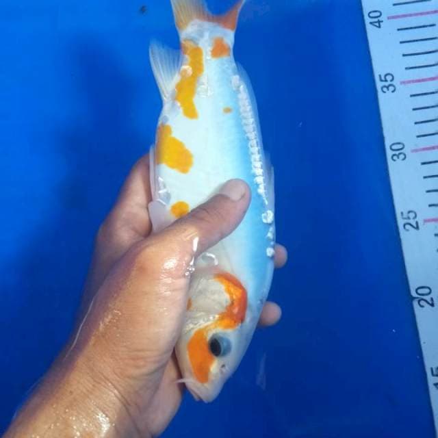 Shusui 25 cm
