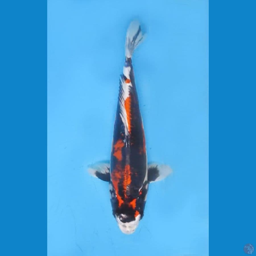 ORIGINAL BENI KIKOKURYU 34cm/F