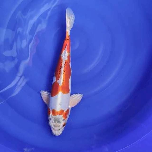 Kiko 36cm