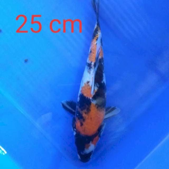 Showa 25 cm