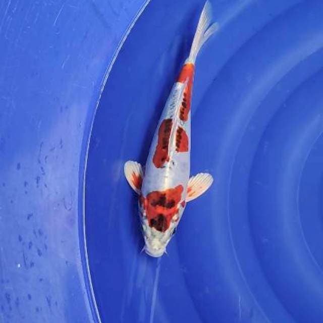 Kiko 27cm