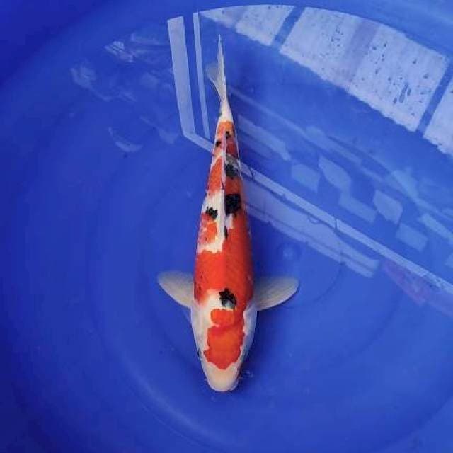 Sanke 33cm
