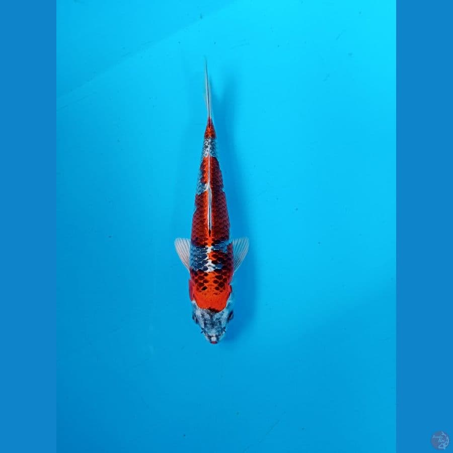 red kujaku 20 cm
