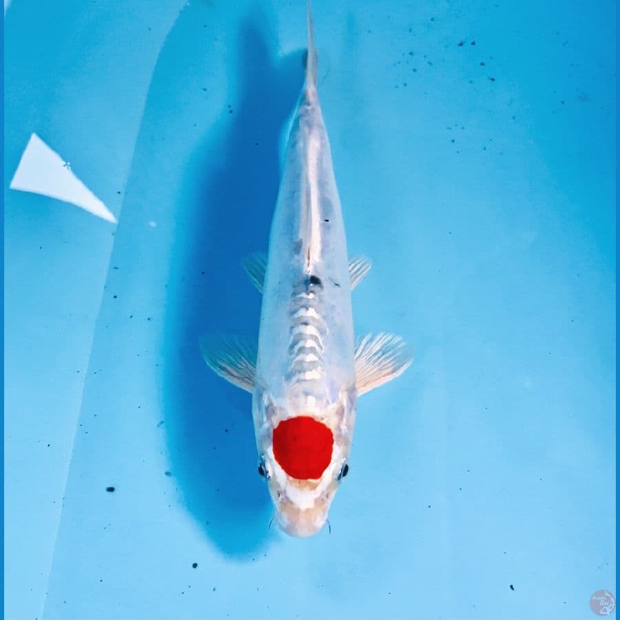 tancho kiko, 23 cm