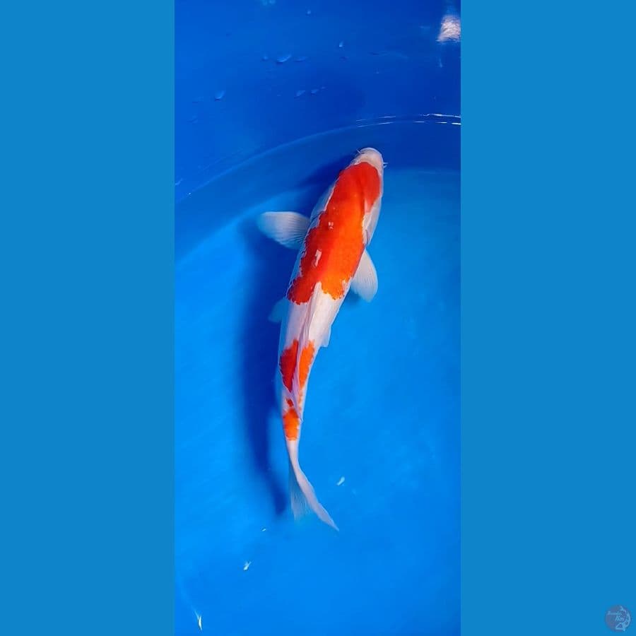 KOHAKU  42 cm MALE