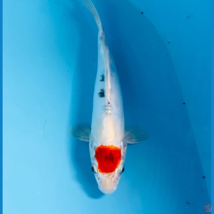 tancho, 25 cm