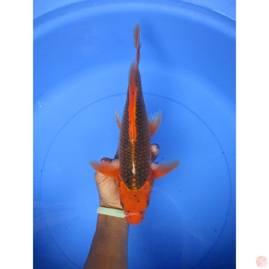 kumpay aka matsuba ring rapi