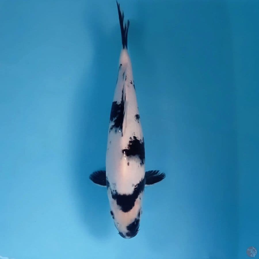 shiro, 30 cm