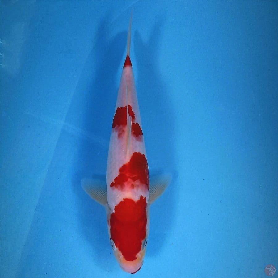 kohaku, 25 cm