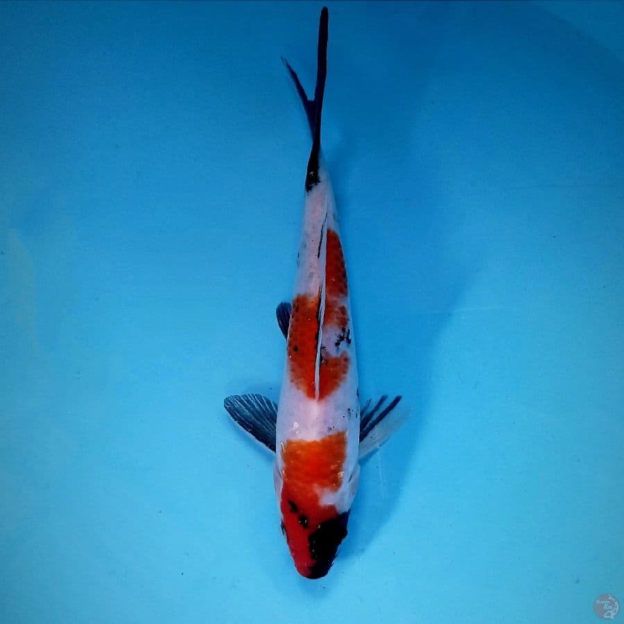 showa, 19 cm