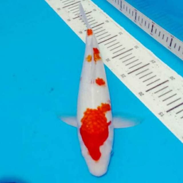 Kohaku 37cm bongsor