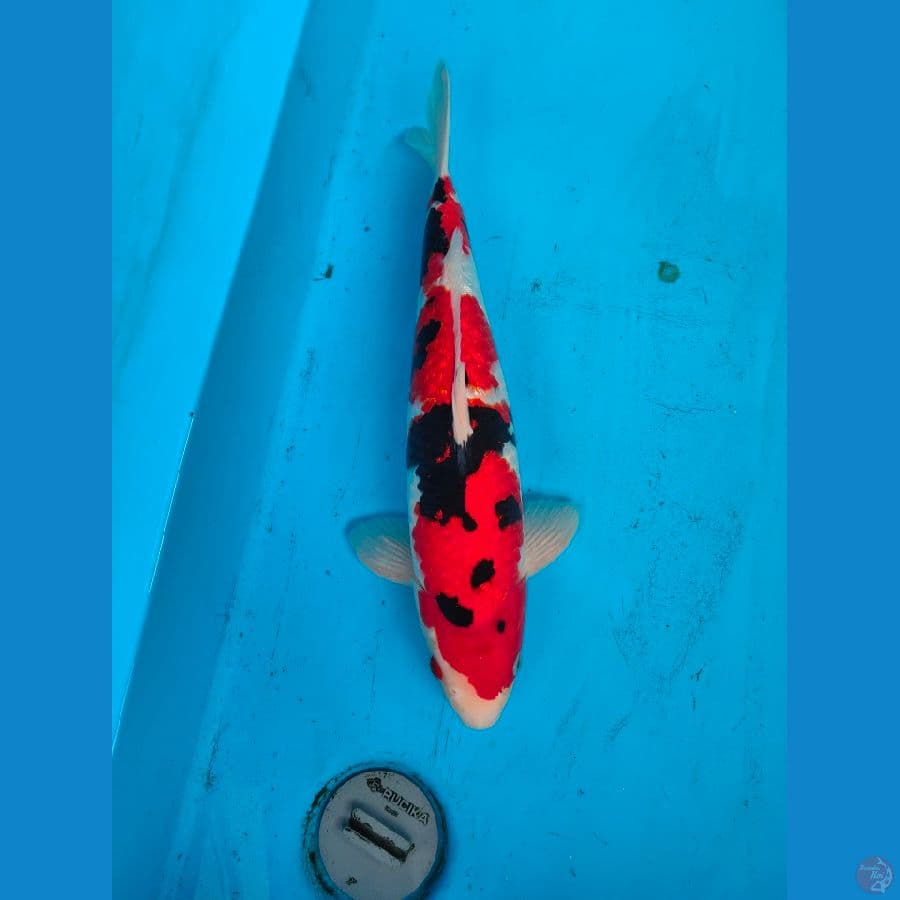 showa ginrin SQ..... 41cm..... jantan