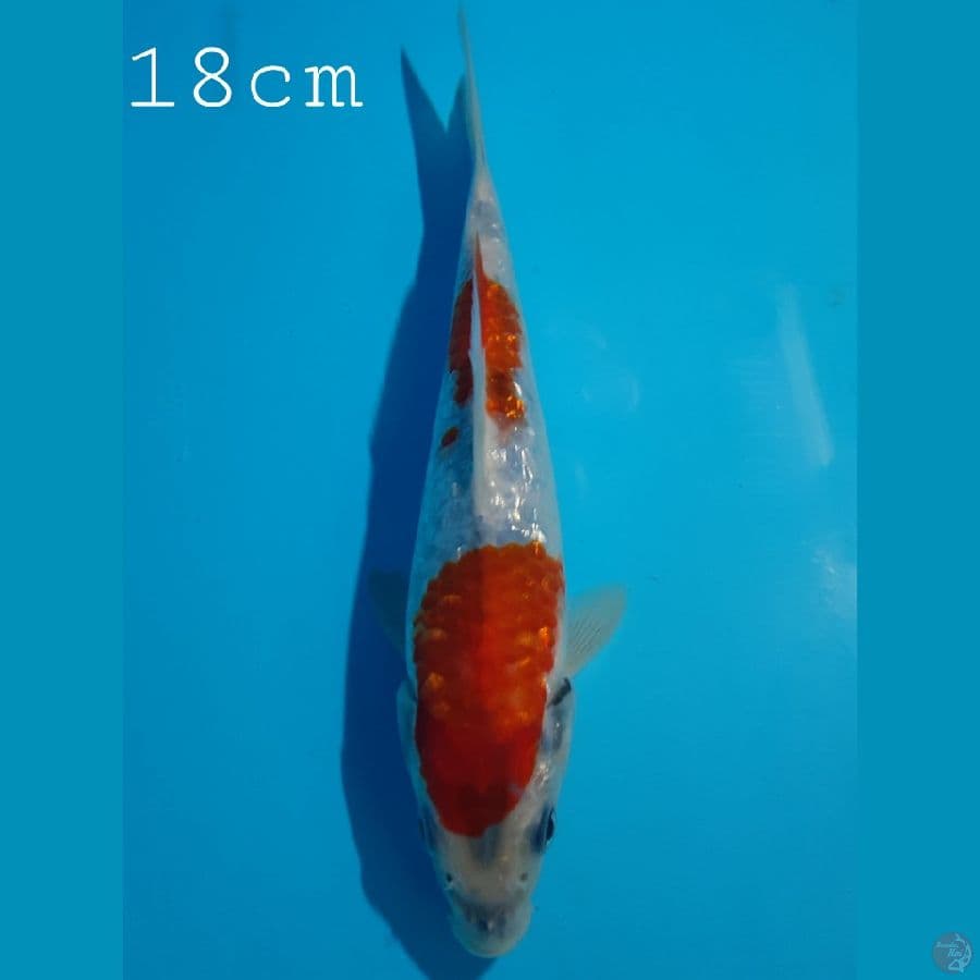 Ginrin Showa Tategoi 18cm