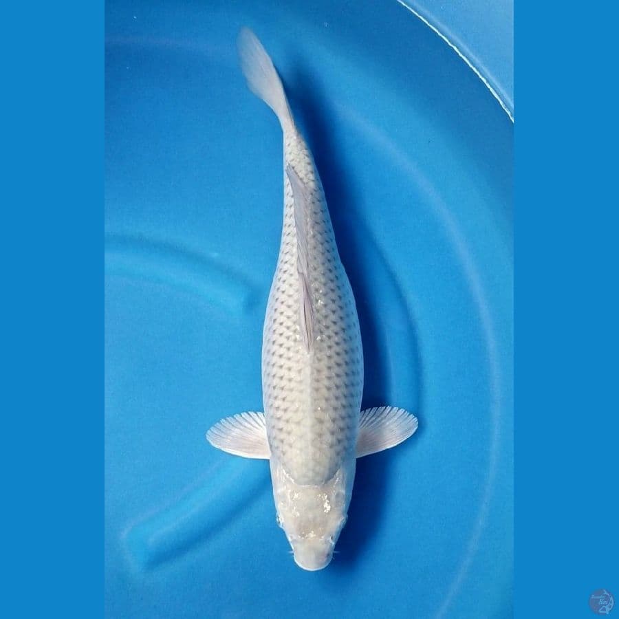 SORAGOI 45 CM