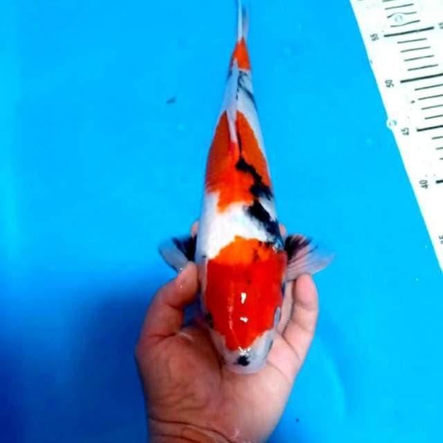 3 step showa motoguro 37cm