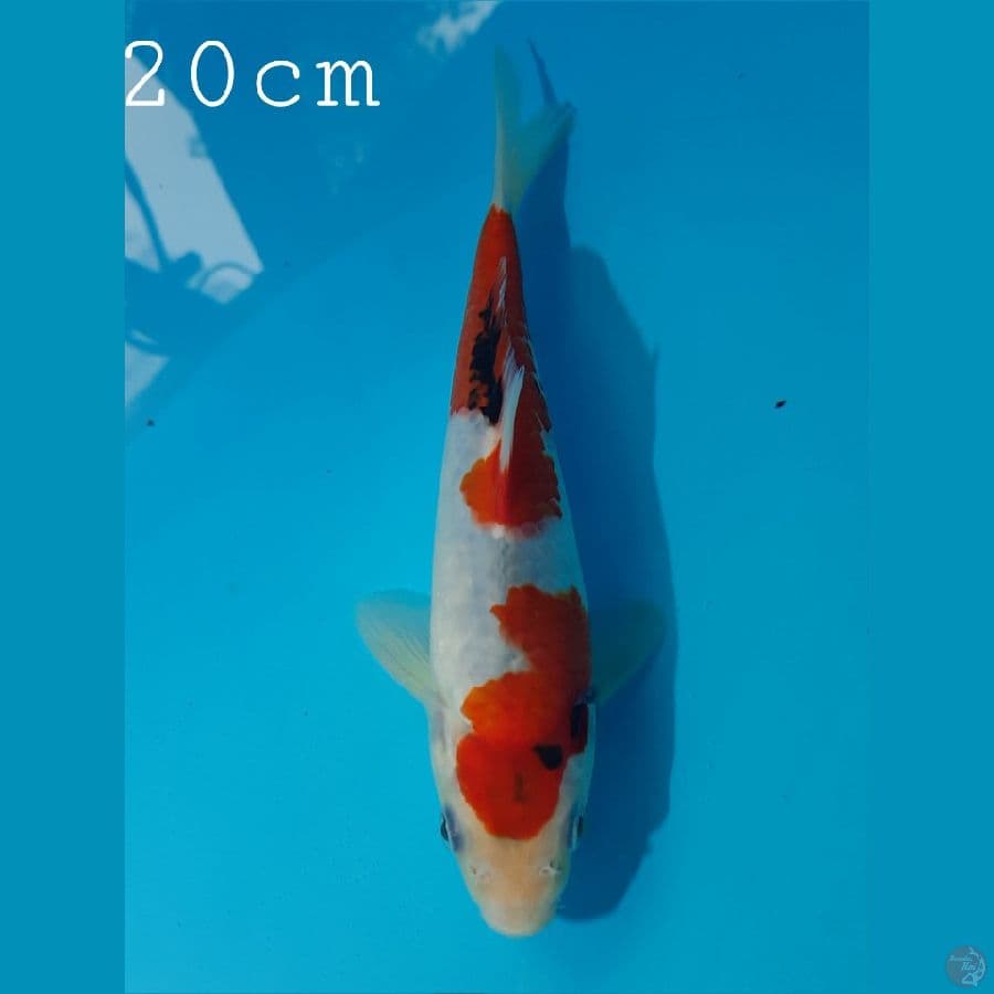 Showa Tategoi 20cm jos