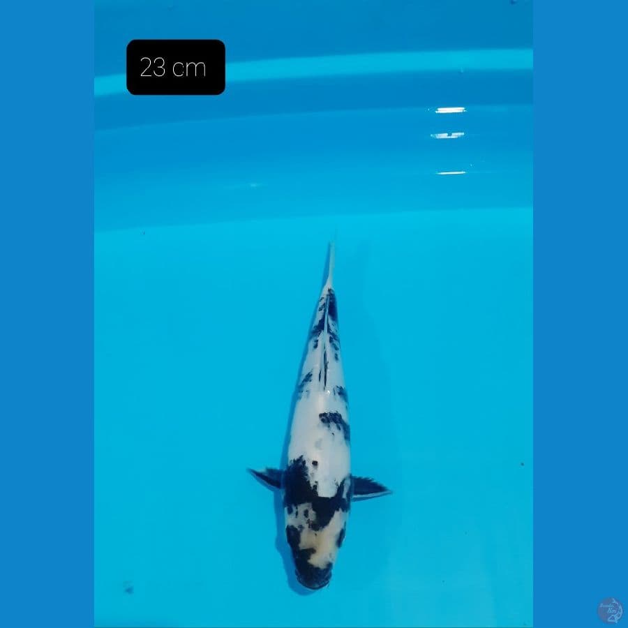 Shiro 23 cm