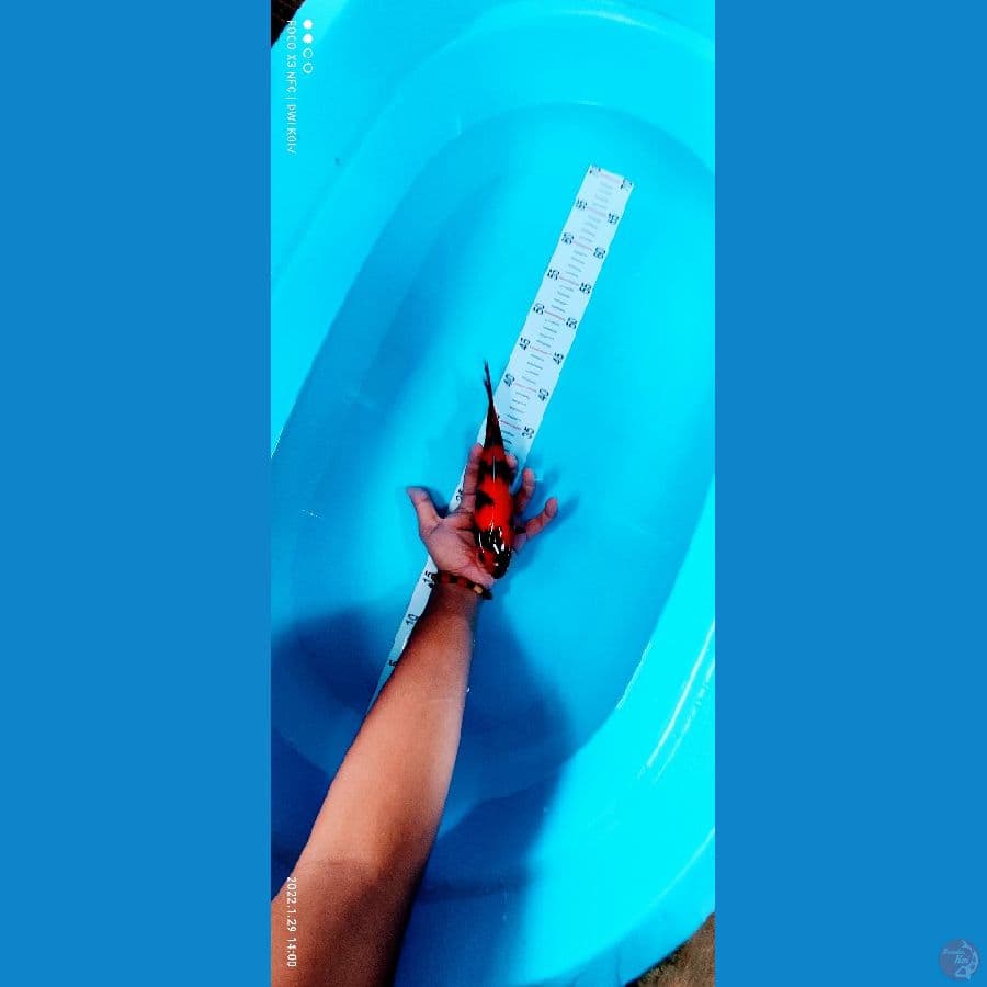 showa 25 cm