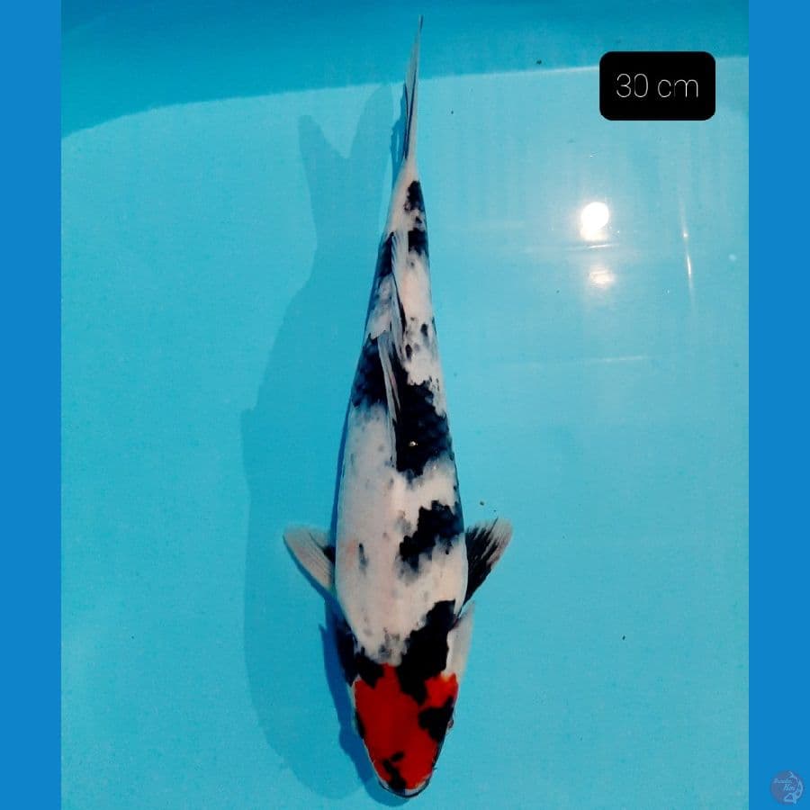 tancho showa 30 cm