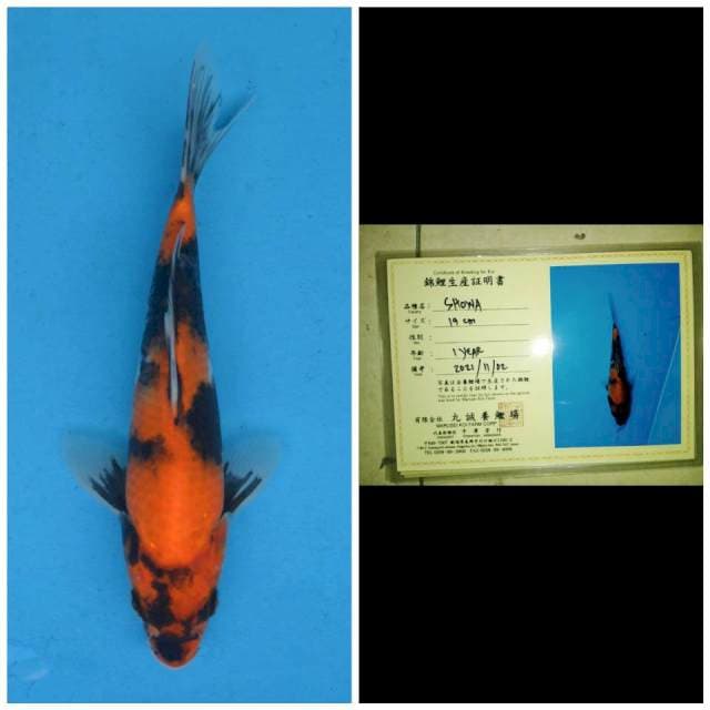 Marusei Showa