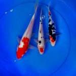 Mix koi 3 ekor 22-23-29 cm