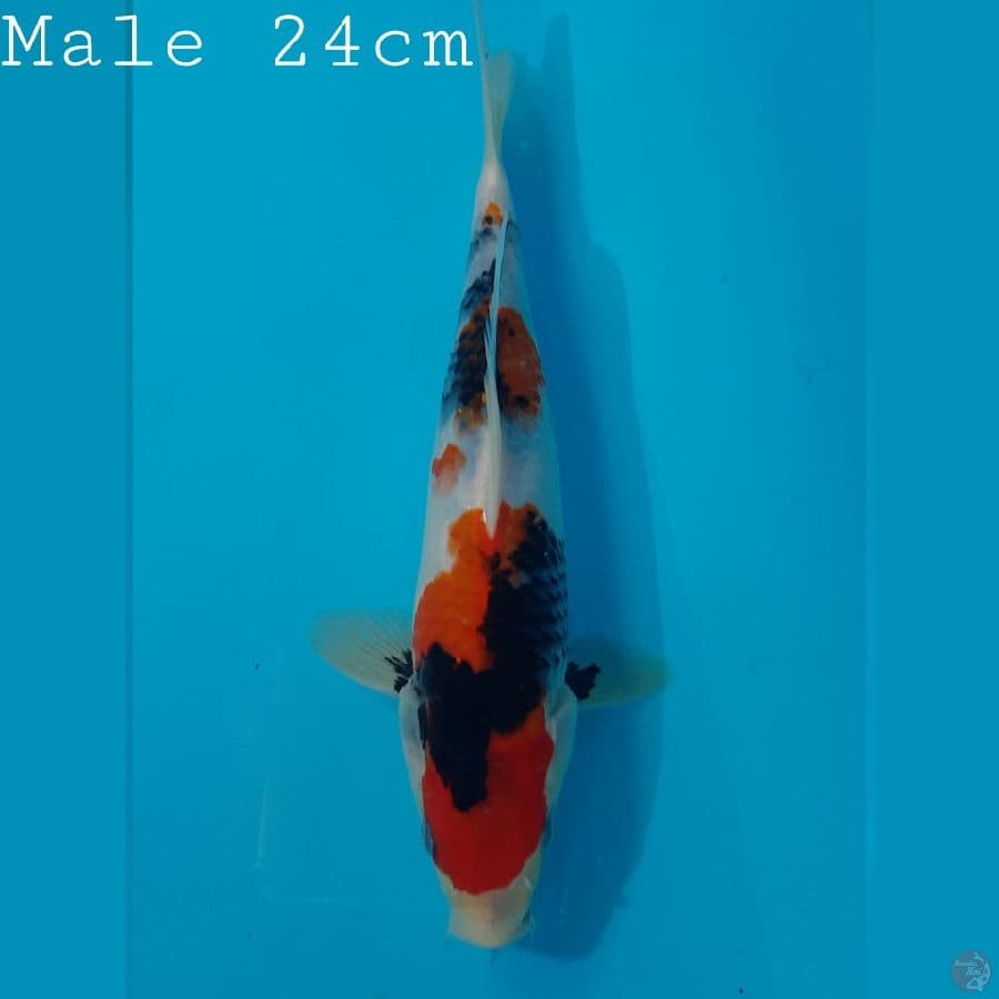 Special Showa Male 24cm