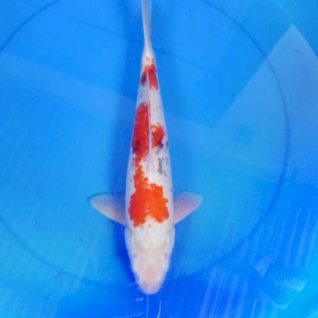 Sanke 38 cm