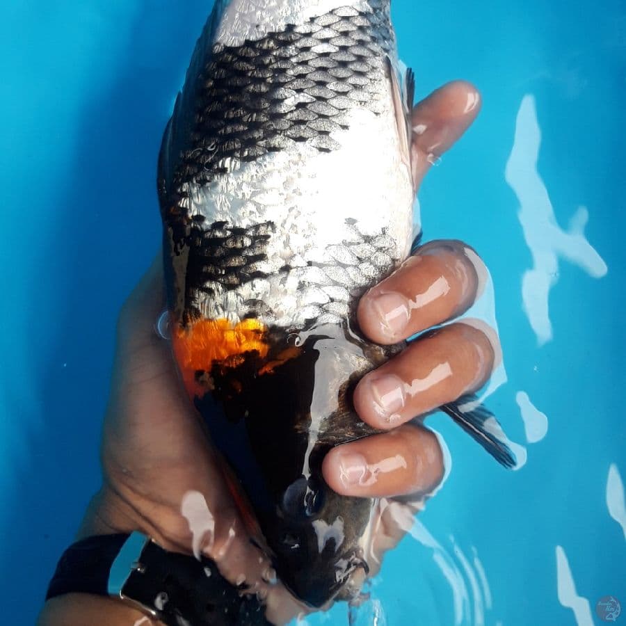 Showa Ginrin Punuk 26cm