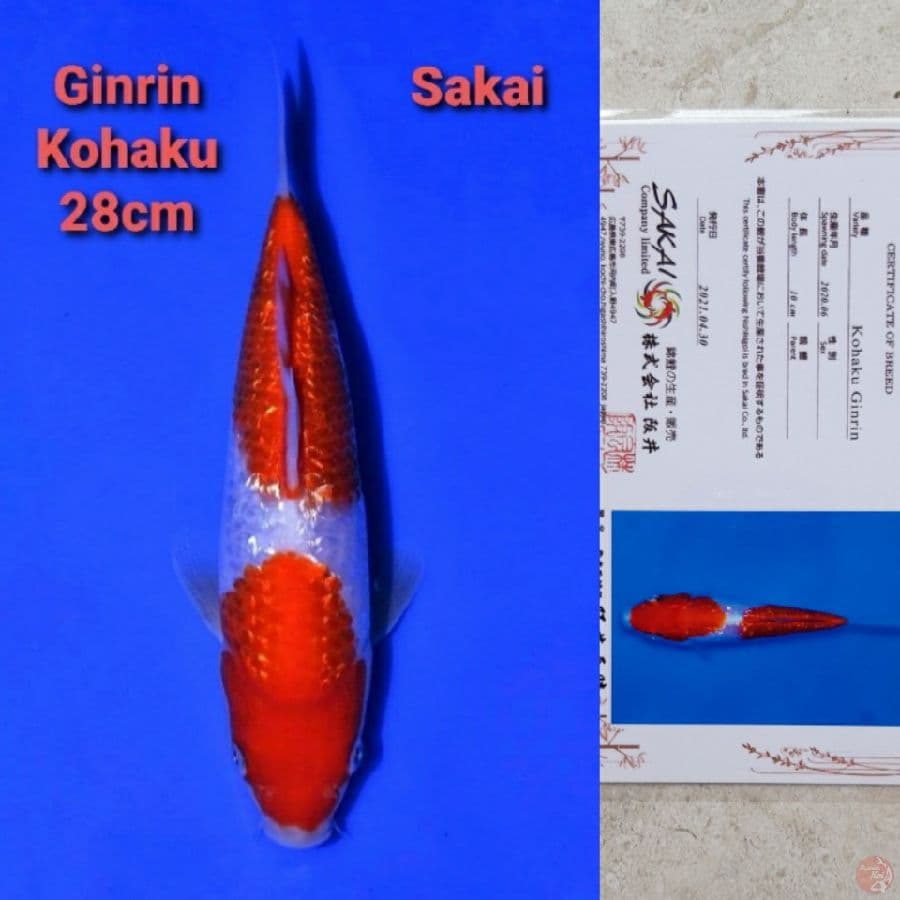 SAKAI KOHAKU 28CM