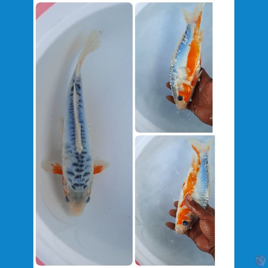shusui 25cm 