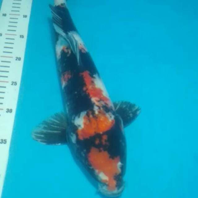 jumbo 43