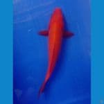 benigoi 20cm
