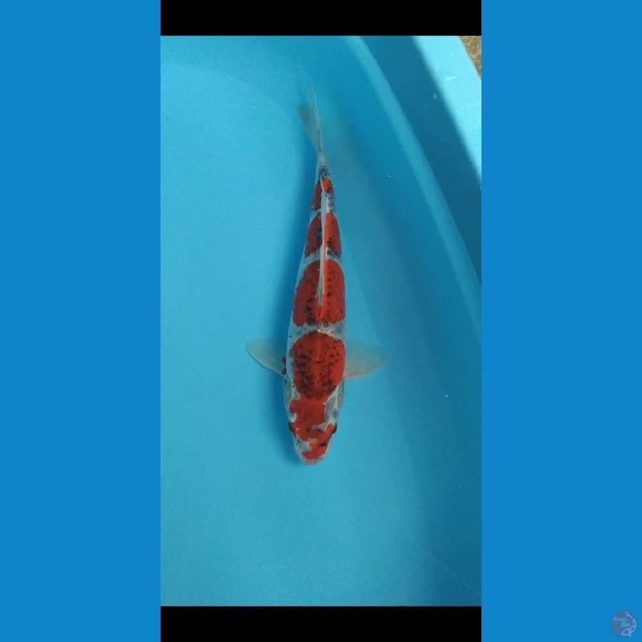 GOSHIKI YONDAN 35 cm 