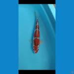 GOSHIKI YONDAN 35 cm 