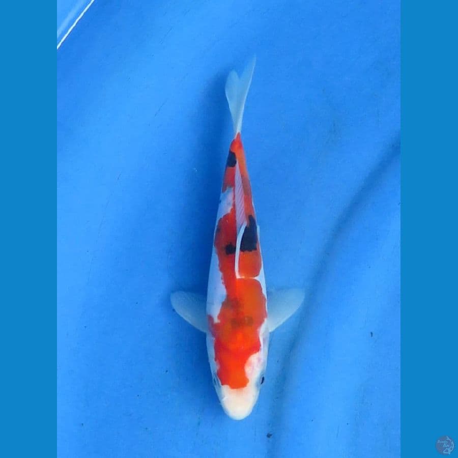 sanke Doitsu murni 19cm Tosai