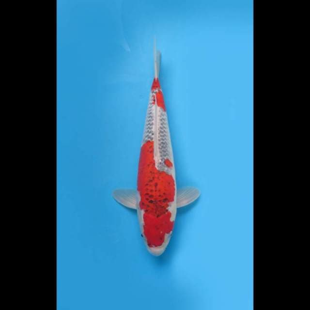 43cm , Jumbo Red Goshiki 