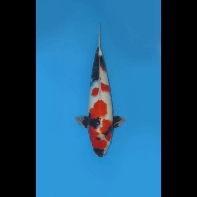 44cm , Jumbo Showa 