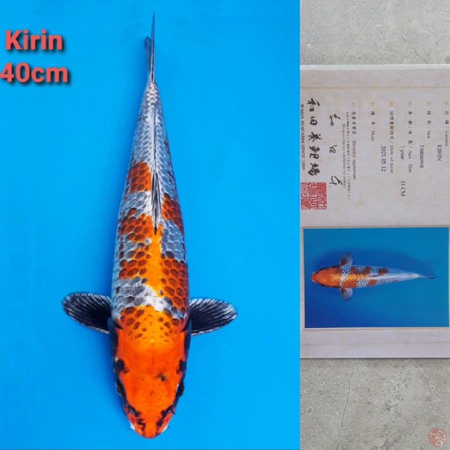 WADA KIRIN 40CM
