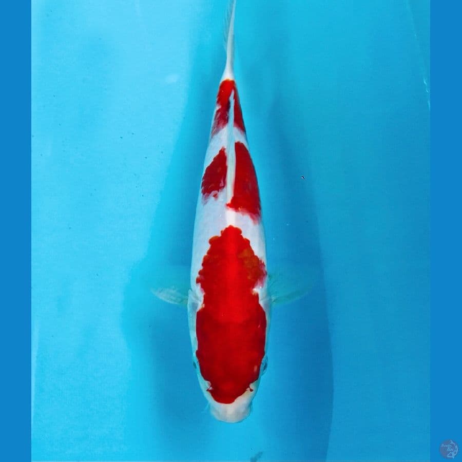 Sandan kohaku , 23 cm