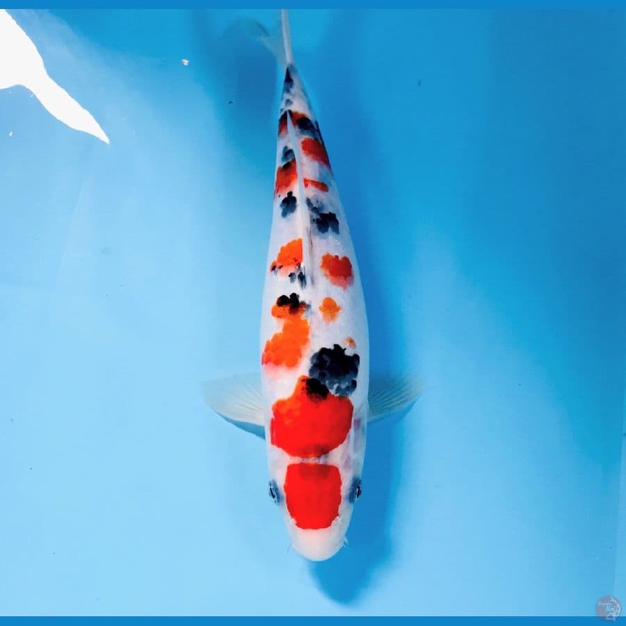 sanke, 30 cm