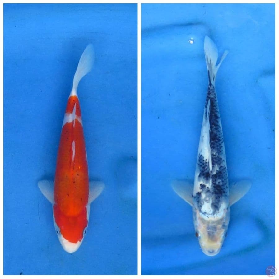20 dan 26cm  - Koromo dan Shiro 