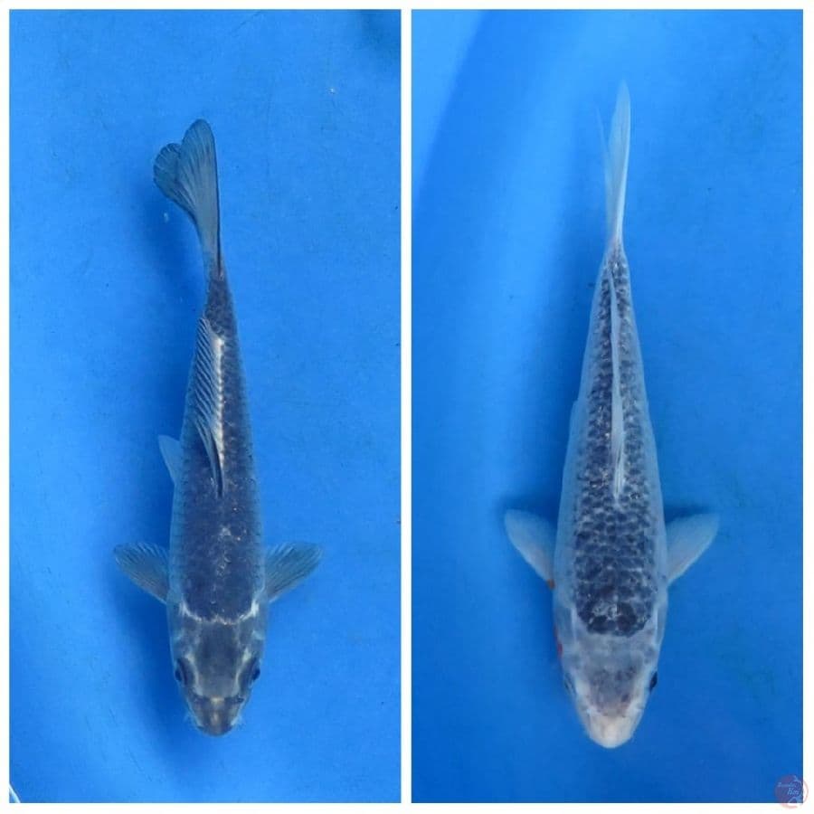 20 dan 28cm - Paket mukasi dan asagi