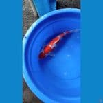 maruten kohaku jumbo 45cm
