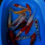 Mix koi