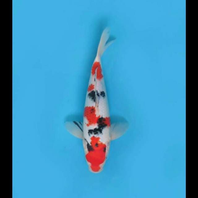 F1 Taisho Sanke Original 28cm Male Tosai 